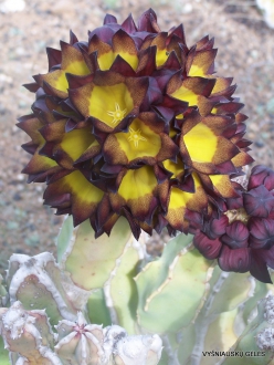 Near Los Christianos. Cactus park (27)