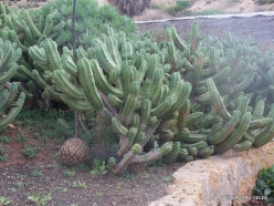 Near Los Christianos. Cactus park (6)