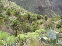 Near Masca. Canary Island date palms (Phoenix canariensis) (2)