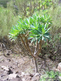 Near Masca. Kleinia neriifolia (2)
