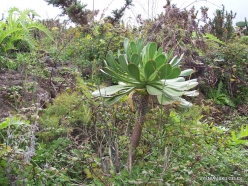 Near Masca. Tree Houseleek (Aeonium sp.) (4)