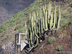 Playa de los Gigantes. Canary Island Spurge (Euphorbia canariensis)