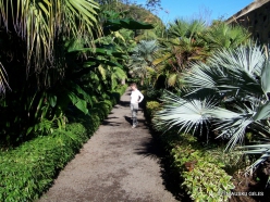 Puerto de La Cruz. Botanical garden (2)
