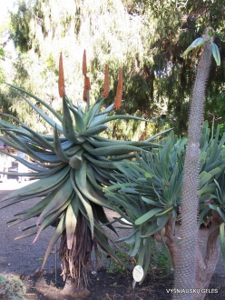Puerto de La Cruz. Botanical garden. Candelabra aloe (Aloe sp.)