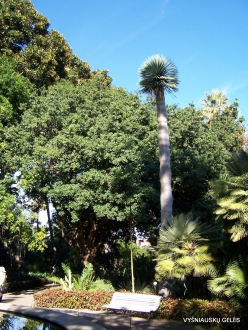 Puerto de La Cruz. Botanical garden. Dragon Tree (Dracaena draco)