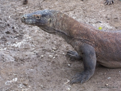 1 Komodo National Park. Rinca island. Komodo dragons (Varanus komodoensis) (3)