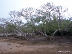 1 Komodo National Park. Rinca island. Mangroves (2)