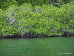 1 Komodo National Park. Rinca island. Mangroves