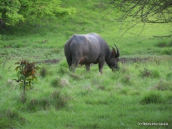 1 Komodo National Park. Rinca island. Water buffalo (Bubalus bubalis)