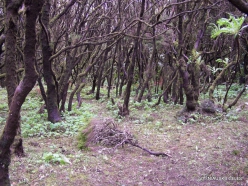 La Gomera. Garajonay National Park. Laurel forest (Laurus novocanariensis)
