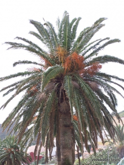 La Gomera. Near Hermigua. Canary Island date palm (Phoenix canariensis)
