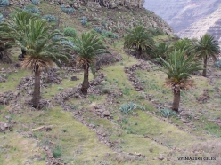 La Gomera. Near Hermigua. Canary Island date palms (Phoenix canariensis)