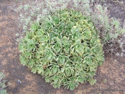 Lanzarote. Aeonium sp.