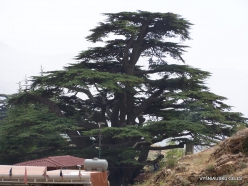 1. Arz ar-Rabb (Cedars of God) reserve. Old Cedar of Lebanon (Cedrus libani)