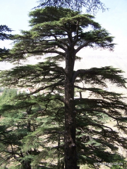 2. Arz ar-Rabb (Cedars of God) reserve (10) Old Cedar of Lebanon (Cedrus libani)