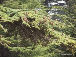 2. Arz ar-Rabb (Cedars of God) reserve. Cedar of Lebanon (Cedrus libani) cones