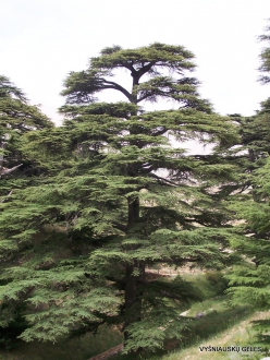 2. Arz ar-Rabb (Cedars of God) reserve. Old Cedar of Lebanon (Cedrus libani) (6)
