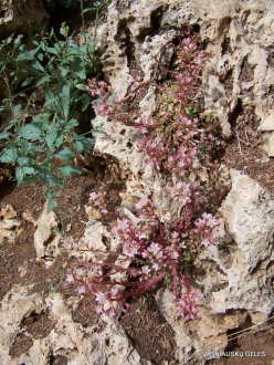 Arz ar-Rabb (Cedars of God) reserve. Rosularia sempervivum var. libanotica