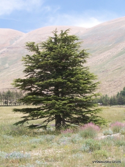 Arz ar-Rabb (Cedars of God) reserve. Young Cedar of Lebanon (Cedrus libani)