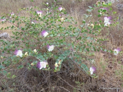 Anfeh. Caper bush (Capparis spinosa) (2)