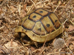 Anfeh. Greek tortoise (Testudo graeca)-001