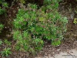 Levada Encumeada Calheta. Carlina salicifolia