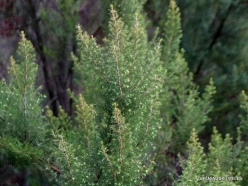 Levada Encumeada Calheta. Tree heath (Erica arborea) (2)