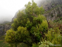 Levada Encumeada Calheta. Tree heath (Erica arborea)