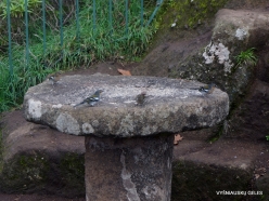 Parque Natural do Ribeiro Frio. Madeiran chaffinch (Fringilla coelebs maderensis) (3)