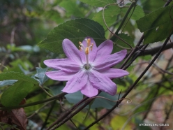 Parque Natural do Ribeiro Frio. Passiflora × exoniensis