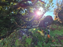 Fanal Forest. Madeira Laurel (Ocotea foetens) (15)