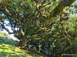 Fanal Forest. Madeira Laurel (Ocotea foetens) (16)