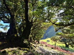 Fanal Forest. Madeira Laurel (Ocotea foetens) (18)
