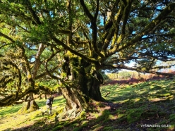 Fanal Forest. Madeira Laurel (Ocotea foetens) (19)