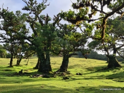 Fanal Forest. Madeira Laurel (Ocotea foetens) (2)