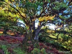 Fanal Forest. Madeira Laurel (Ocotea foetens) (20)