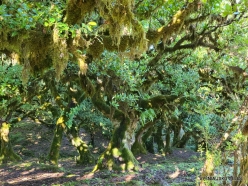 Fanal Forest. Madeira Laurel (Ocotea foetens) (21)