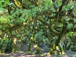 Fanal Forest. Madeira Laurel (Ocotea foetens) (22)