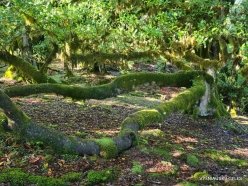 Fanal Forest. Madeira Laurel (Ocotea foetens) (23)