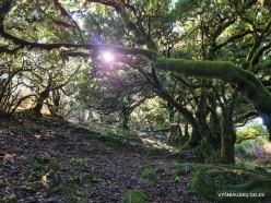 Fanal Forest. Madeira Laurel (Ocotea foetens) (28)