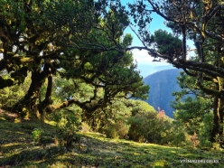 Fanal Forest. Madeira Laurel (Ocotea foetens) (29)