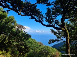 Fanal Forest. Madeira Laurel (Ocotea foetens) (30)
