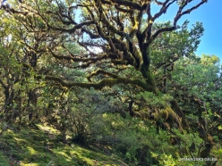 Fanal Forest. Madeira Laurel (Ocotea foetens) (32)