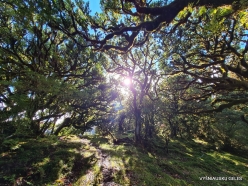 Fanal Forest. Madeira Laurel (Ocotea foetens) (34)