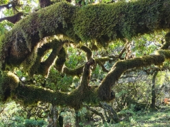 Fanal Forest. Madeira Laurel (Ocotea foetens) (36)