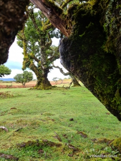 Fanal Forest. Madeira Laurel (Ocotea foetens) (4)