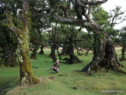 Fanal Forest. Madeira Laurel (Ocotea foetens) (43)