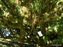 Fanal Forest. Madeira Laurel (Ocotea foetens) (45)