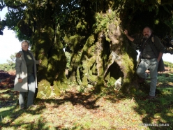 Fanal Forest. Madeira Laurel (Ocotea foetens) (48)