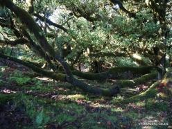 Fanal Forest. Madeira Laurel (Ocotea foetens) (49)